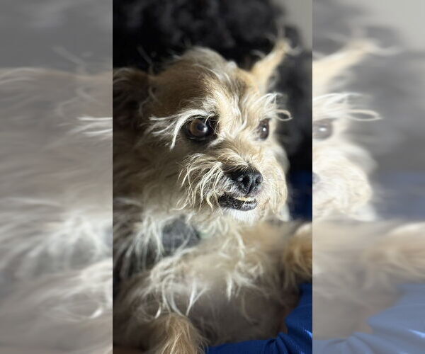 Medium Photo #2 Mutt Puppy For Sale in Evansville, IN, USA