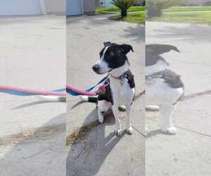 Zuzu - Female Border Collie-Unknown Mix Dog for Adoption - Photo #7