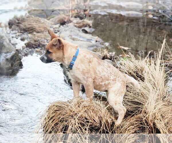 Medium Photo #2 Mutt Puppy For Sale in Paso Robles, CA, USA