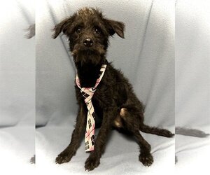 Poodle (Miniature)-Unknown Mix Dogs for adoption in Arcadia, FL, USA