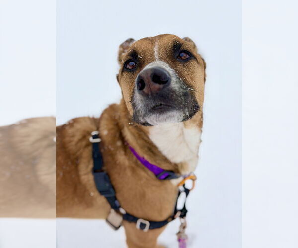 Medium Photo #3 Mutt Puppy For Sale in West Cornwall, CT, USA