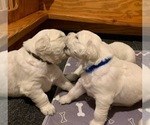 Small #12 English Cream Golden Retriever