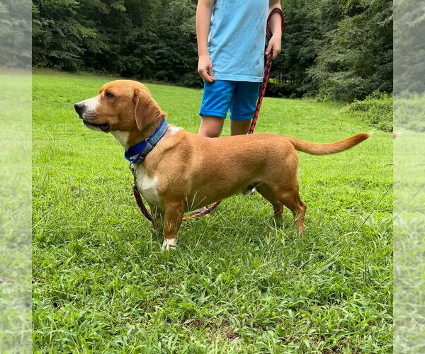 Medium Photo #4 Basset Hound-Unknown Mix Puppy For Sale in Mooresville, NC, USA