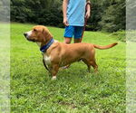 Small #3 Basset Hound Mix