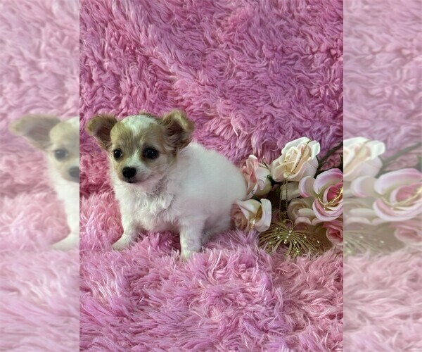 Medium Photo #18 Chihuahua Puppy For Sale in BOSTON, MA, USA