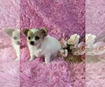 Small Photo #18 Chihuahua Puppy For Sale in BOSTON, MA, USA