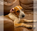 Small #1 Black Mouth Cur Mix