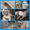 Small Photo #1 Cane Corso Puppy For Sale in TUSTIN, CA, USA
