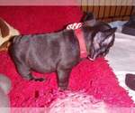 Small Photo #4 French Bulldog Puppy For Sale in VALLEJO, CA, USA