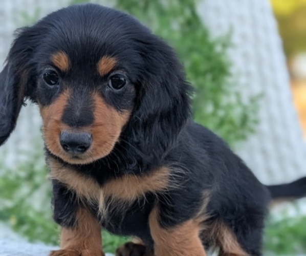 Medium Photo #10 Dachshund Puppy For Sale in GOSHEN, IN, USA