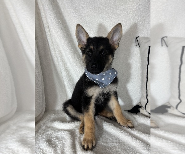 Medium Photo #3 German Shepherd Dog Puppy For Sale in GREENFIELD, IN, USA