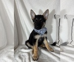 Small #2 German Shepherd Dog