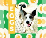 Small #6 Pembroke Welsh Corgi Mix
