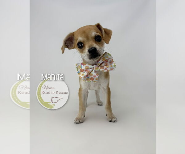 Medium Photo #1 Chihuahua-Unknown Mix Puppy For Sale in Benton, LA, USA