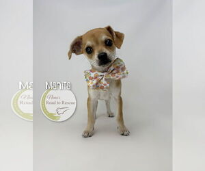 Medium Chihuahua Mix