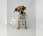 Small Chihuahua Mix