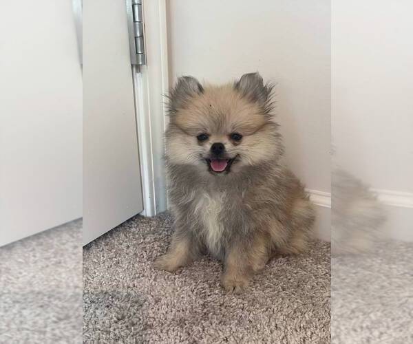 Medium Photo #9 Pomeranian Puppy For Sale in OAKWOOD, GA, USA