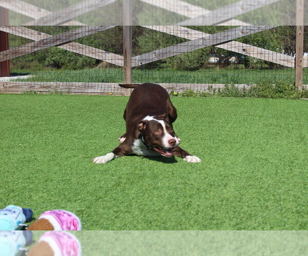 Medium Photo #8 Mutt Puppy For Sale in Chestertown, MD, USA