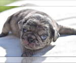 Small #3 Pug