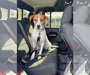 Labrador Retriever-Unknown Mix Dogs for adoption in Lockport, NY, USA