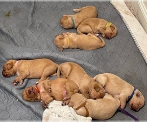 Medium Golden Retriever