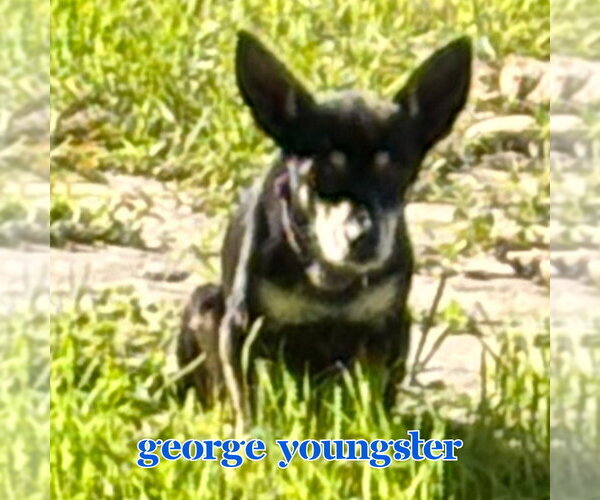 Medium Photo #19 Chiweenie Puppy For Sale in San Antonio, TX, USA