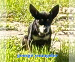Small #18 Chiweenie
