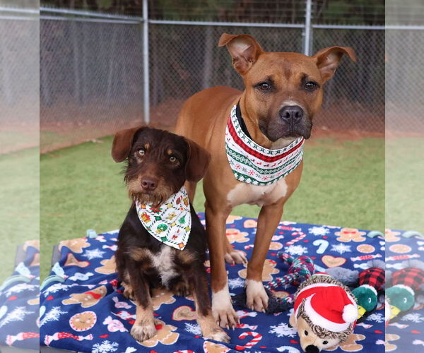 Medium Photo #2 Boxer-Unknown Mix Puppy For Sale in Rockaway, NJ, USA