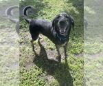 Small #1 Australian Shepherd Mix