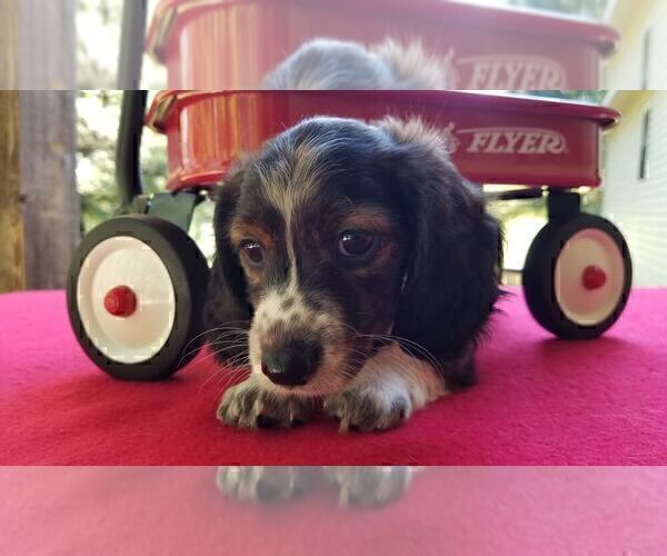 Medium Photo #34 Dachshund Puppy For Sale in MILAN, TN, USA