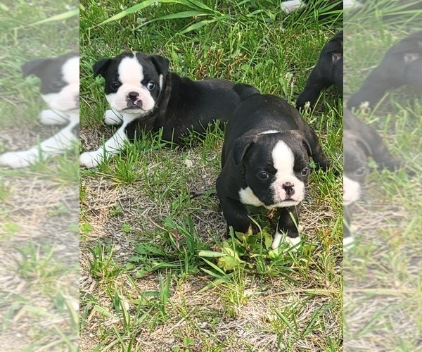Medium Photo #3 Boston Terrier Puppy For Sale in HENNING, MN, USA