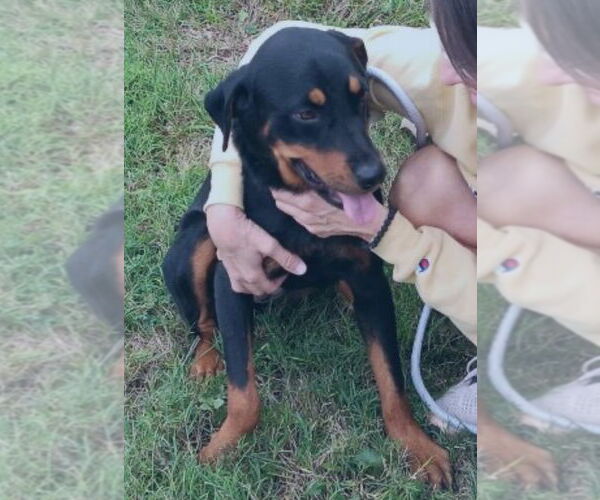 Medium Photo #6 Rottweiler Puppy For Sale in Mt. Laurel, NJ, USA