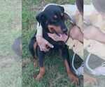Small #5 Rottweiler