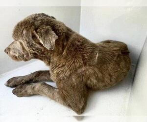 Siberian Husky Dogs for adoption in Houston, TX, USA