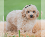 Small #2 Maltipoo (Miniature)