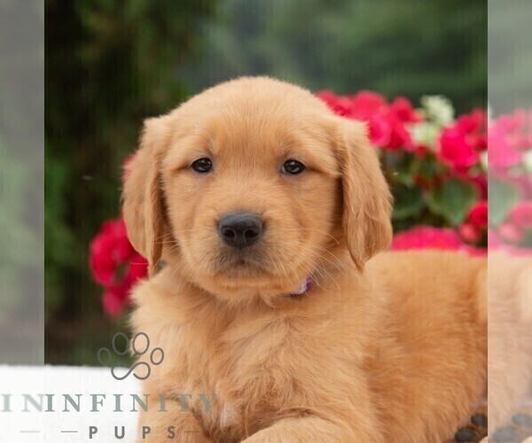 Medium Photo #5 Golden Retriever Puppy For Sale in NEWPORT, PA, USA