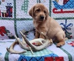 Small Photo #8 Labrador Retriever Puppy For Sale in BUFFALO, NY, USA