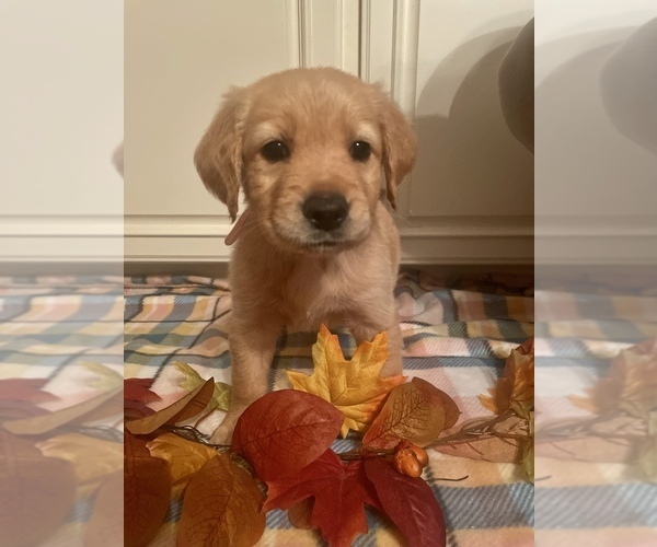 Medium Photo #1 Golden Retriever Puppy For Sale in LAUREL, MS, USA