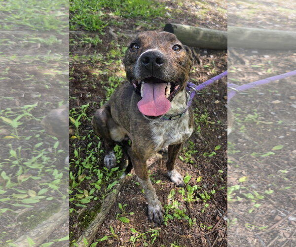 Medium Photo #4 Mountain Cur-Unknown Mix Puppy For Sale in Attalka, AL, USA