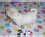 Small #2 Maltese