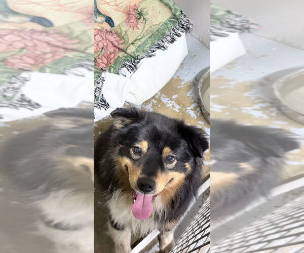 Medium Photo #3 Australian Shepherd Puppy For Sale in Pierceton , IN, USA