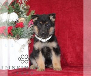 German Shepherd Dog Puppy for sale in QUARRYVILLE, PA, USA