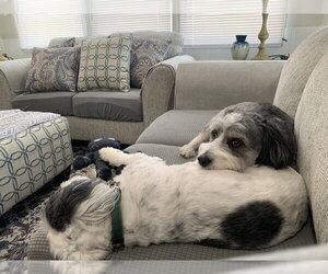 Aussiedoodle Miniature  Dogs for adoption in Aurora, IN, USA