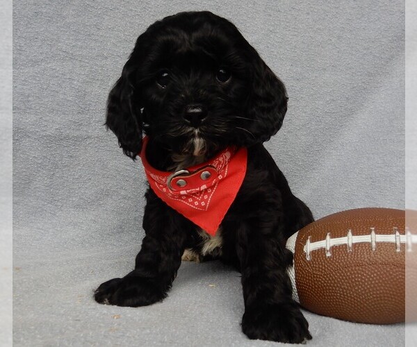 Medium Photo #8 Cockapoo Puppy For Sale in MILLERSBURG, OH, USA