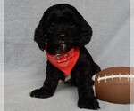 Small Photo #8 Cockapoo Puppy For Sale in MILLERSBURG, OH, USA