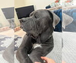 Small Photo #4 Mutt Puppy For Sale in Lake Forest, CA, USA