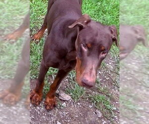 Doberman Pinscher Dogs for adoption in Aurora, IL, USA
