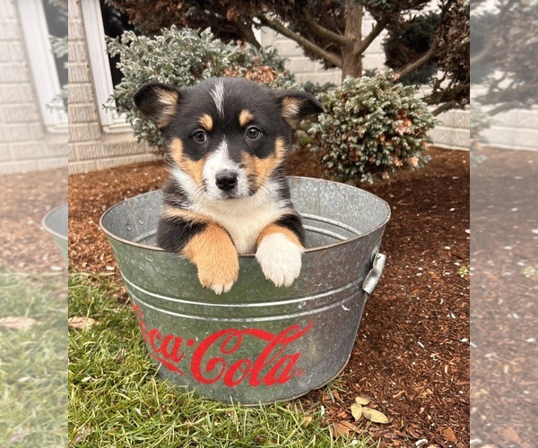 Medium Photo #2 Pembroke Welsh Corgi Puppy For Sale in MIDDLEBURY, IN, USA