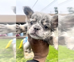 French Bulldog Puppy for sale in CORONA, CA, USA