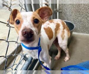 Chihuahua Dogs for adoption in Santa Rosa, CA, USA
